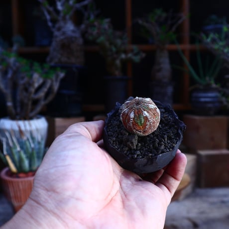 ユーフォルビア  オベサ ／Euphorbia obesa      no.62007