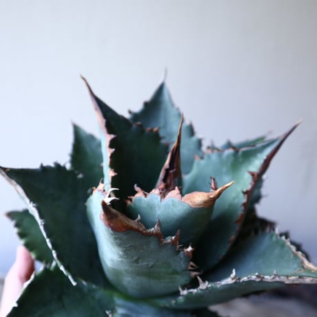 アガベ   チタノタ 　 Agave  titanota   no.111025