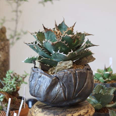 Agave titanota solareclipse × Yuya Morikawa  no.82505