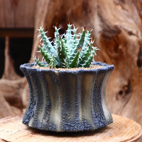 アロエ エリナケア / Aloe melanacantha ssp. var. erinacea  no.31228
