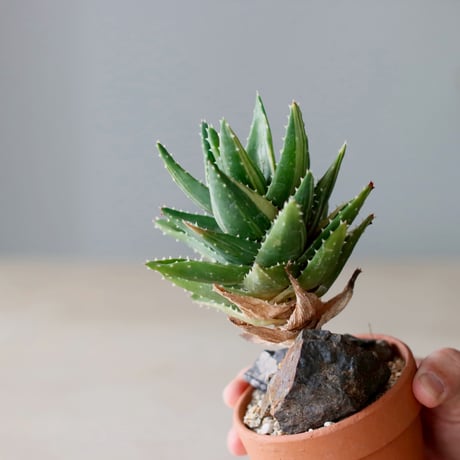 Aloe nobilis × YAMABACHI (3号)  no.104/10