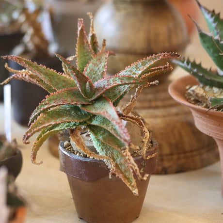 TERRACOTTA MASSES×YAMABACHI 植木鉢 3個セット