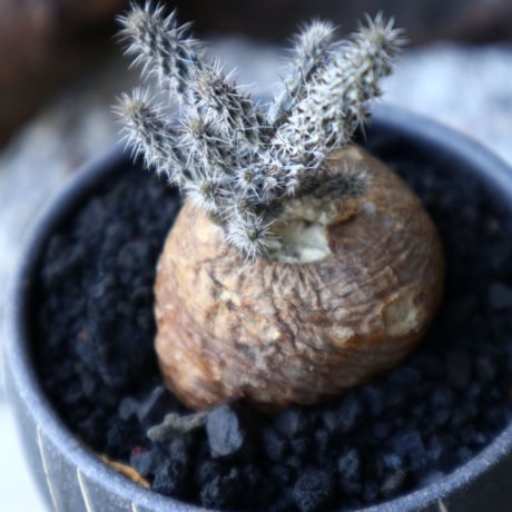 プテロカクタス ツベローサス   黒竜     Pterocactus tuberosus   no.51919