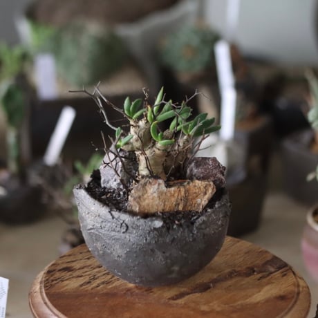Tylecodon reticulate (万物想) × takero pot   no.1201-18