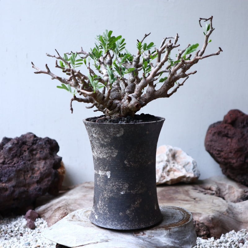 センナ メリディオナリス D.I.P.鉢つき 楽天市場】（観葉植物）一点物 センナ メリディオナリス 実生株