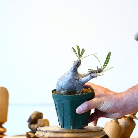 パキポディウム  グラキリス / Pachypodium  gracilius   no.52817