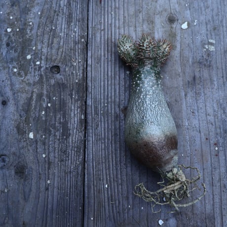 パキポディウム  イノピナツム  抜苗／Pachypodium Inopinatum     no.I-14