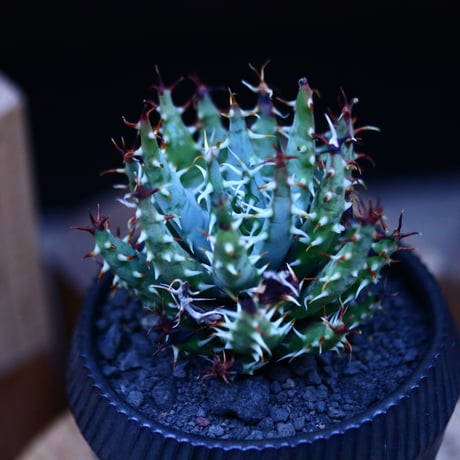 アロエ エリナケア／Aloe melanacantha ssp. var. erinacea  no.13093