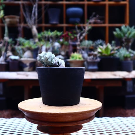 クラッスラ  デセプター稚児姿／Crassula  deceptor       no.50241