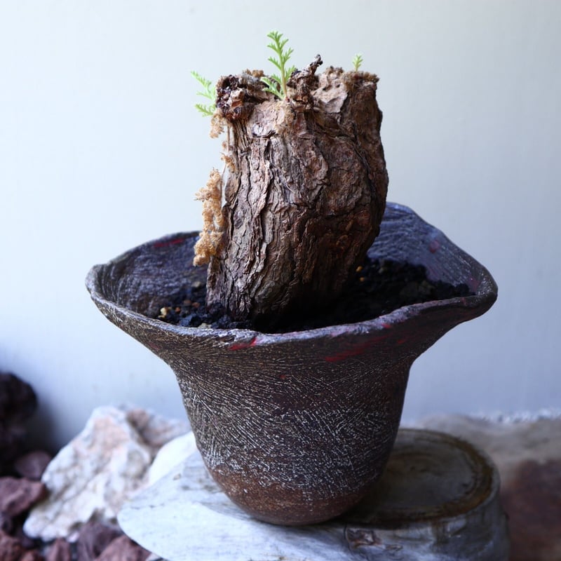 ペラルゴニウム トリステ Pelargonium triste no.60230