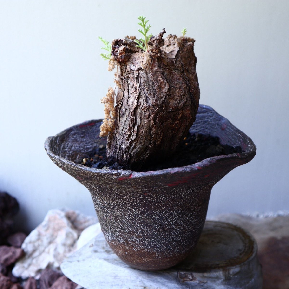 TERRACOTTA MASSES×YAMABACHI 植木鉢 3個セット TERRACOTTA MASSES×YAMABACHI 植木鉢 3個セット