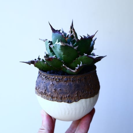 アガベ   チタノタ      Agave titanota   no.52624