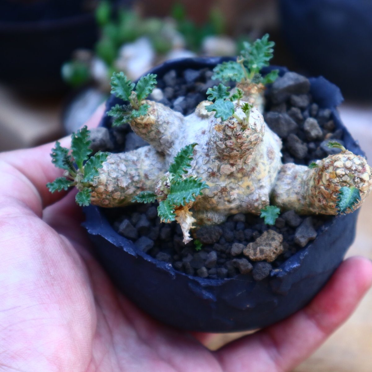 ドルステニア　ホルウッディ 園芸ネット本店｜ドルステニア：ホルウッディ 2.5号鉢植え の通販【公式】