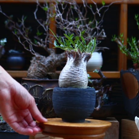 パキポディウム  グラキリス／Pachypodium  gracilius       no.92637