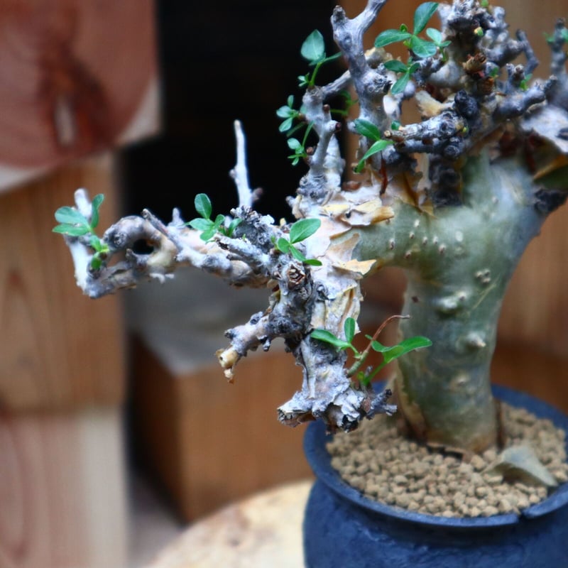コミフォラ ストックシアナ／Commiphora stocksiana no.62647