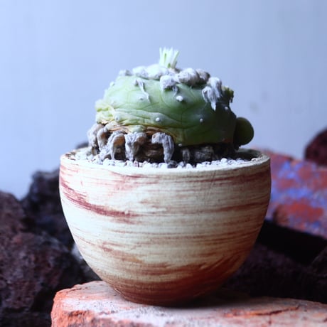 ロフォフォラ   ディフューサ　翠冠玉  Lophophora diffusa 　no.42682