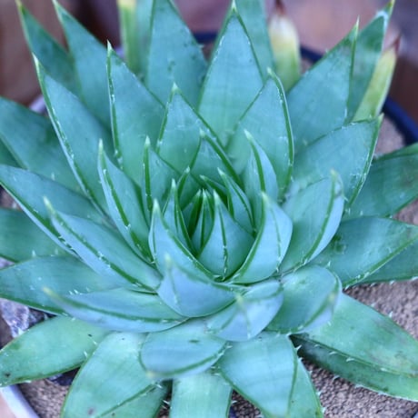 アロエ   ポリフィラ    Aloe polyphylla  no.13082