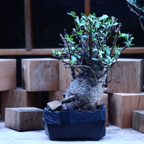 フォークイエリア  コルムナリス  (観峰玉)／Fouquieria columnari   no.112153