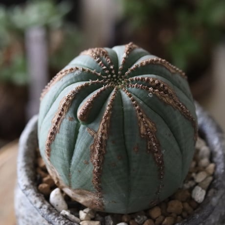 Euphorbia obesa  × たけろうポット  no.61605