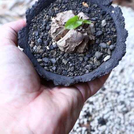 ディオスコレア   亀甲竜    Dioscorea elephantipe     no.91517