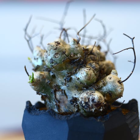 Tylecodon reticulate × N/OH  no.101510