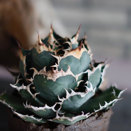 Agave titanota × takero pot (5.5号鉢) no.601/6