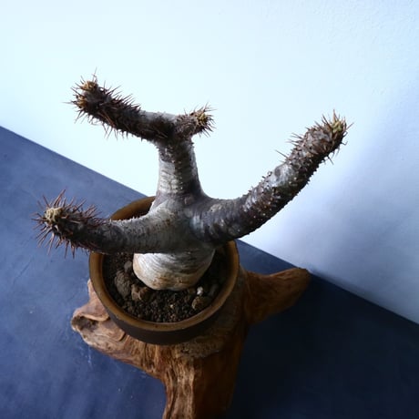 パキポディウム  カクチペス  Pachypodium rosulatum var. cactipes  No.31025