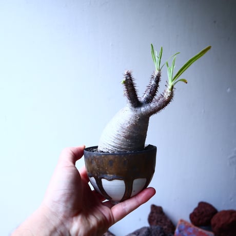 パキポディウム グラキリス   Pachypodium rosulatum var. gracilius no.32902