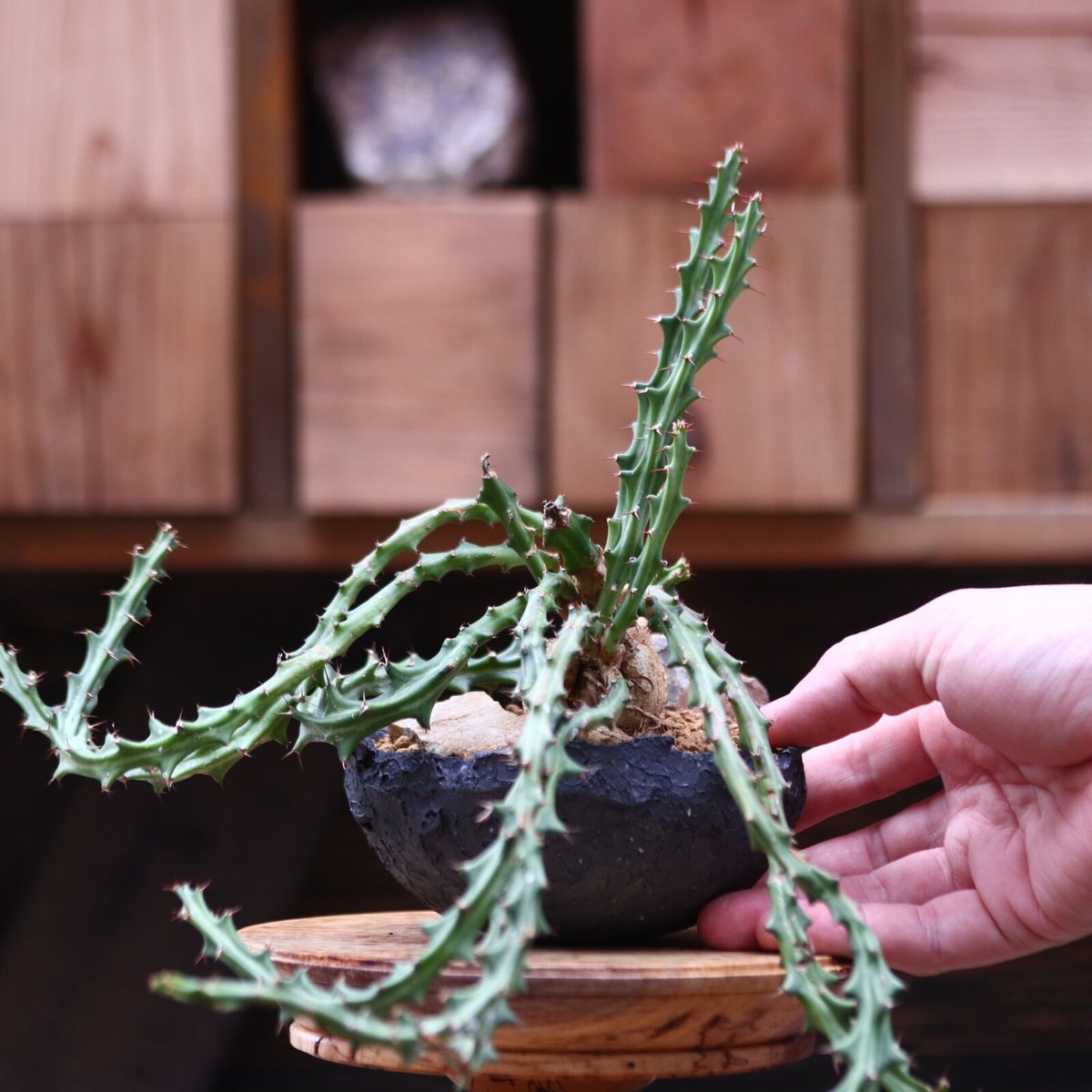 15-20年モノ 親株 ユーフォルビア クンチー クンチー 5号 - 植物と暮らす m-plant