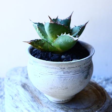 アガベ   チタノタ    Agave titanota    no.11237