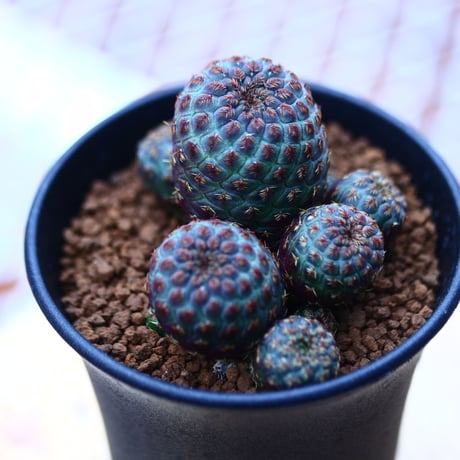 スルコレブチア  ラウシー    Sulcorebutia rauschii   no120606
