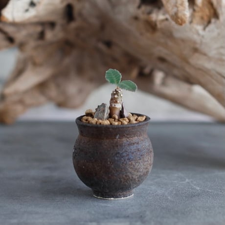 Dorstenia foetida × takero pot (2号)  no.629-25