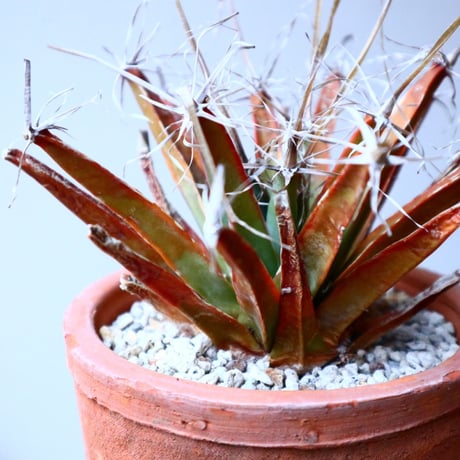 レウクテンベルギア  晃山    Leuchtenbergia principis  no.20347