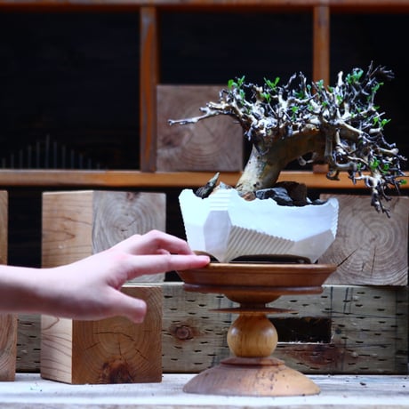 コミフォラ   ストックシアナ／Commiphora stocksiana  no.82251