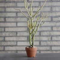Euphorbia tirucalli 'Sticks on Fire (スティックオンファイアー)/ T.W. × YAMABACHI (3号) no.329/45