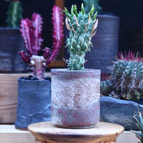 ユーフォルビア スコエンランディ 闘牛角／Euphorbia schoenlandii    no.32113