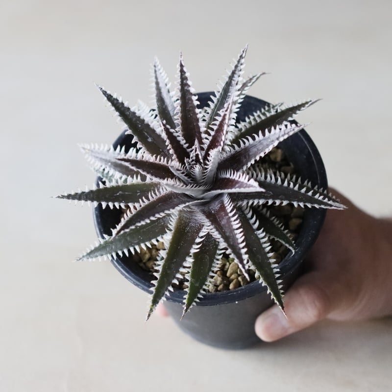 Dyckia 'Bakers Domain' x 'Super Arizona' Shidok