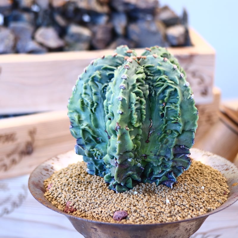 Astrophytum 複隆ランポー玉 × M&M no.107130 | 芽の巣山