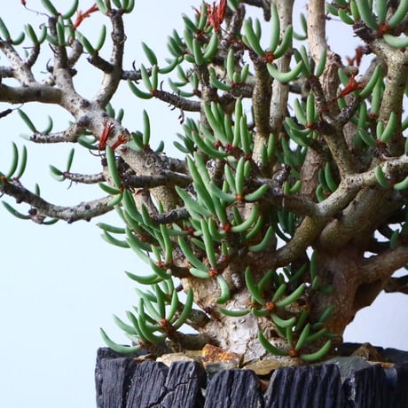 チレコドン  ブッコルジアヌス   Tylecodon  buchholzianus  No.017