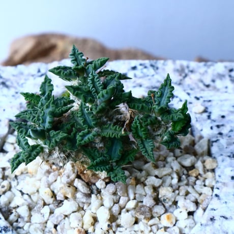 ユーフォルビア   トゥレアレンシス  Euphorbia tulearensis   No.025