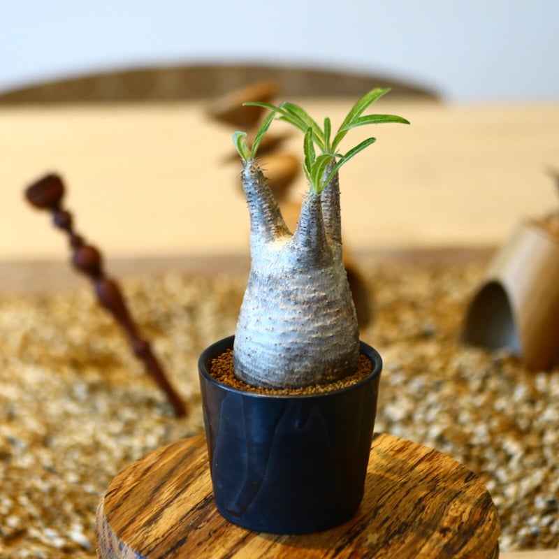 パキポディウム グラキリス / Pachypodium gracilius no.50