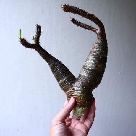 パキポディウム グラキリス 2頭 Pachypodium rosulatum var. gracilius no.70709