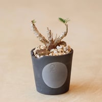 チレコドン　ワリチー　No.002　鉢、送料込　メルカリ便 2026年最新】チレコドン ワリチーの人気アイテム - メルカリ