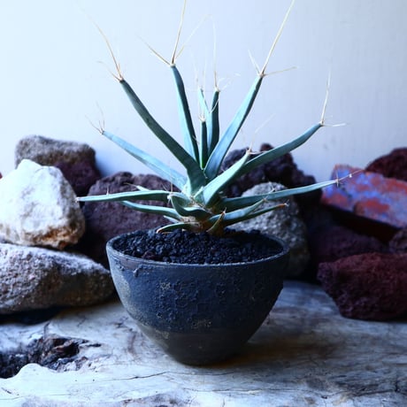 レウクテンベルギア  晃山    Leuchtenbergia principis  no.32225