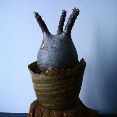 パキポディウム グラキリス Pachypodium rosulatum var. gracilius   No.31028