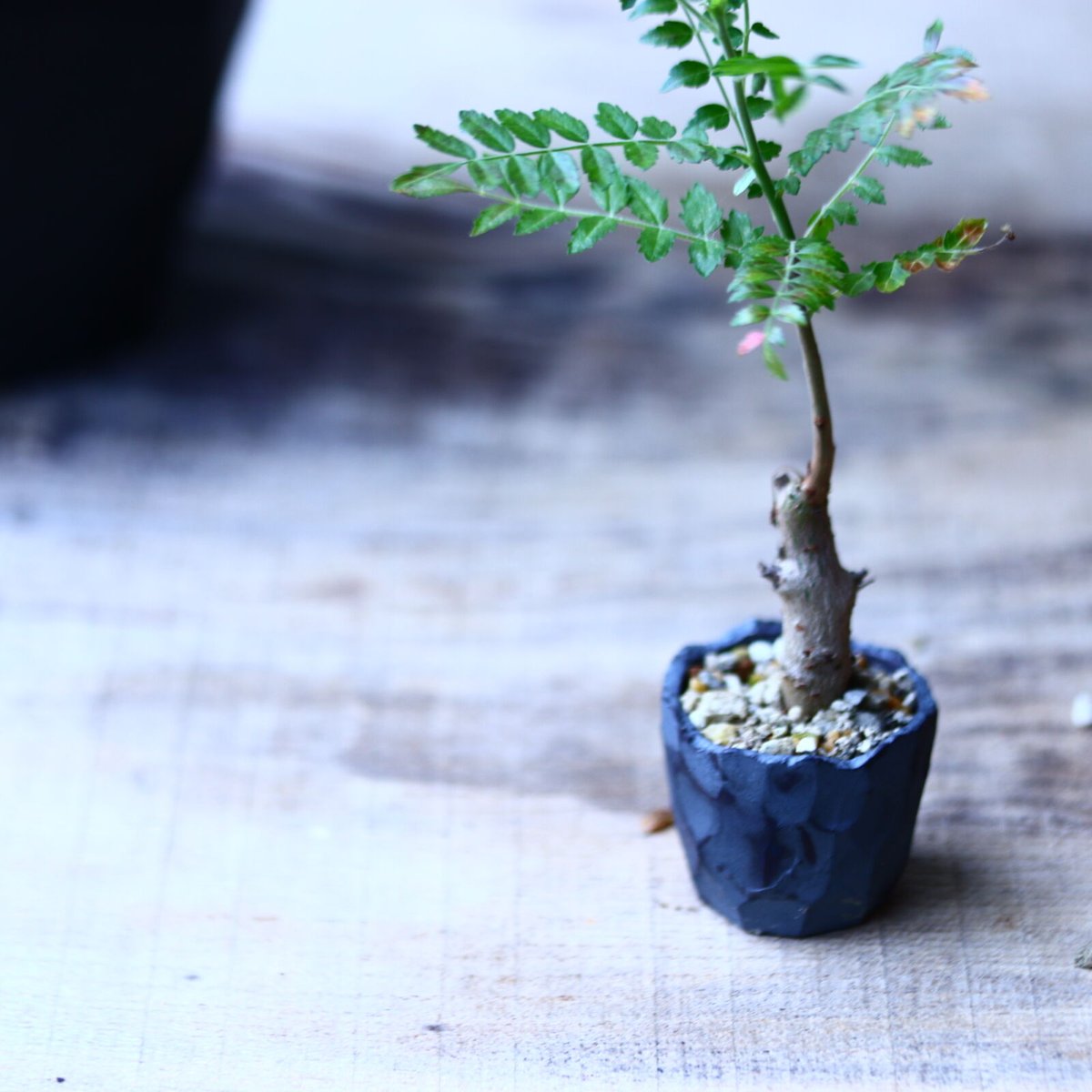 ボスウェリア ネグレクタ Boswellia neglecta 小鉢セット n...