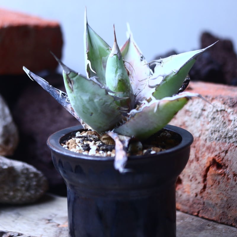 アガベ チタノタ ホワイトクローン no.42672 | 芽の巣山