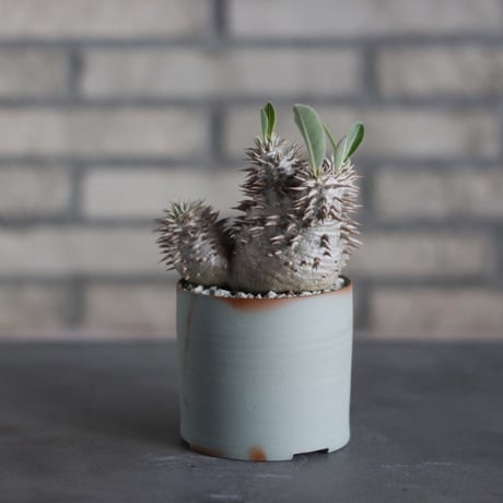 Pachypodium densicaule × BIZENBACHI (3号)  no.524/23