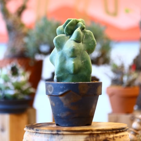 Lophocereus schottii × YAMABACHI var. takero pot   no.123134