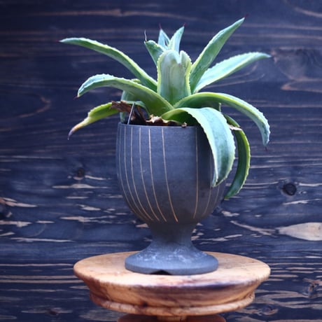 アガベ  コーネリアス    Agave americana 'Cornelius'     no.30615